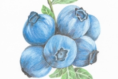 2019.08.15, Blueberry