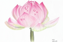 2019.08.24, Lotus